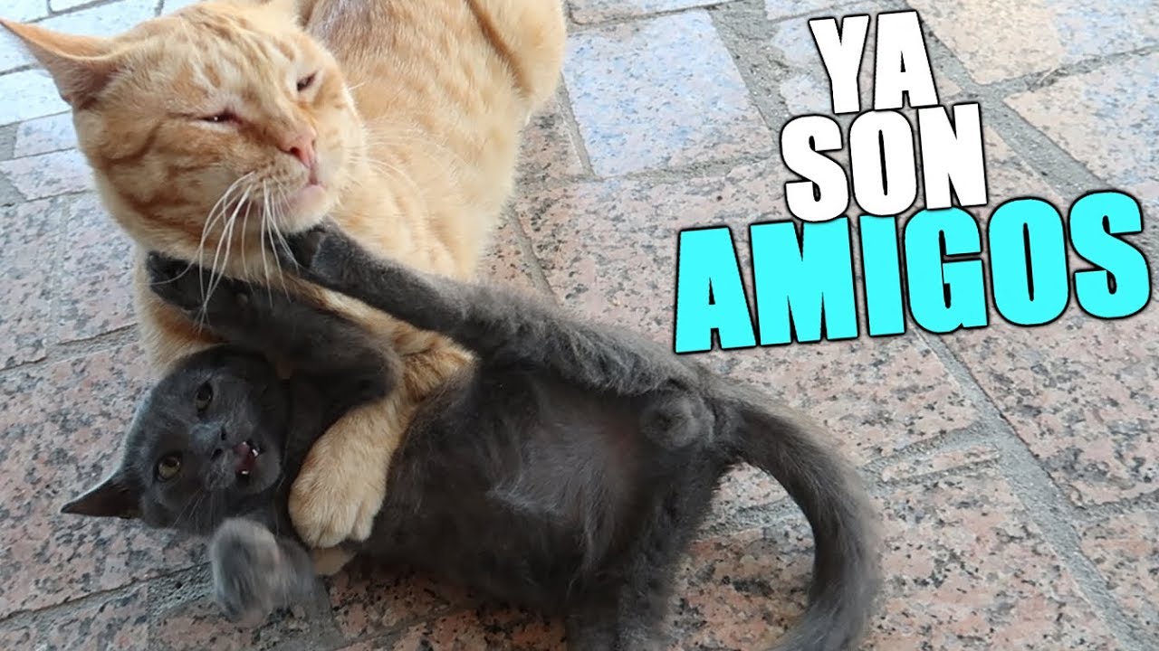 EL NUEVO GATITO Y ZarpasSucias YA SON AMIGOS