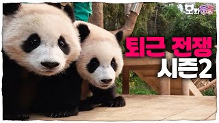 (SUB) Battle Of Leaving Work For Baby Twin Pandas🐼🐼│Panda World