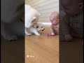The Purest Bond: Smart Nanny Dog & Her Baby ❤️✨ #Shorts #Samoyed