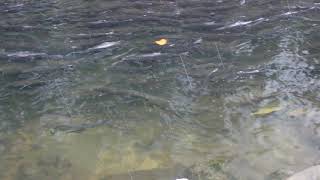 Trout Run PA