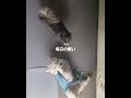 チワワVSウエスティ