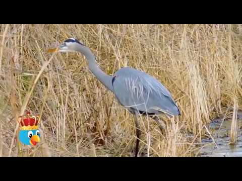 Burung Bangau Biru Besar Mencari Makan