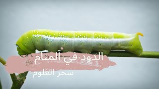 الدود في المنام