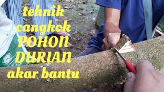 Cara cangkok susu pohon durian