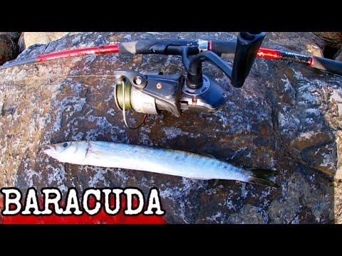 İSKENDERUN BALIK AVI BARACUDA BALON ÇUPRA AVI SPİN AT ÇEK AVI Surfcasting KIYIDAN BALIK AVI