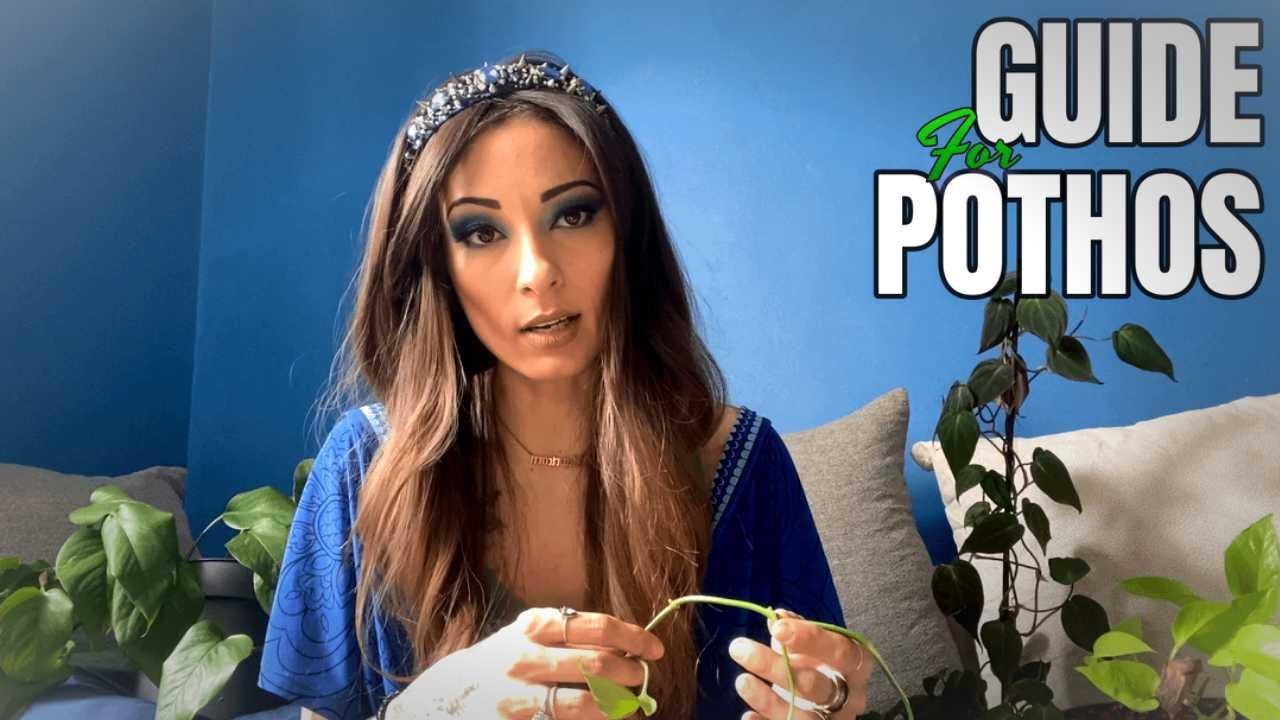 GUIDE POUR POTHOS 🌿Entretien, Arrosage, Mutiplication TOUT SAVOIR SUR LES POTHOS