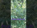 good morning #cannabiseducation #trending #medicine #foryou #cannabisdaily #cannabiscultivation