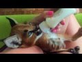 Кормление котёнка каракала (Caracal)