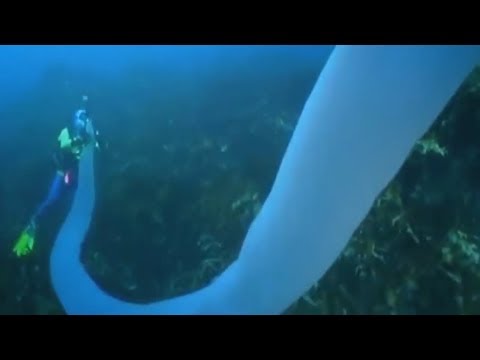 5 темных созданий из глубин океана