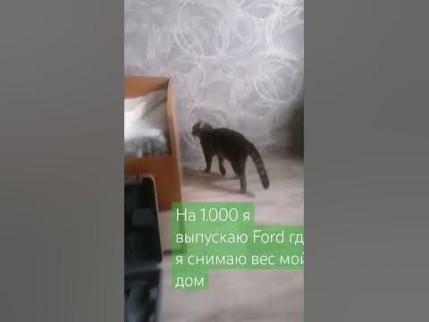 Кот жирный-прижирный 1.000 - YouTube