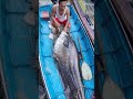 wow dapat ikan tapah jumbo di sungai melawi nanga pinoh pontianak