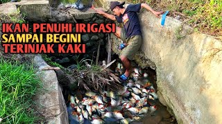 Edan Selokan Penuh Ikan Sampai Ke Injak Injak Kaki Auto Panen Ikan