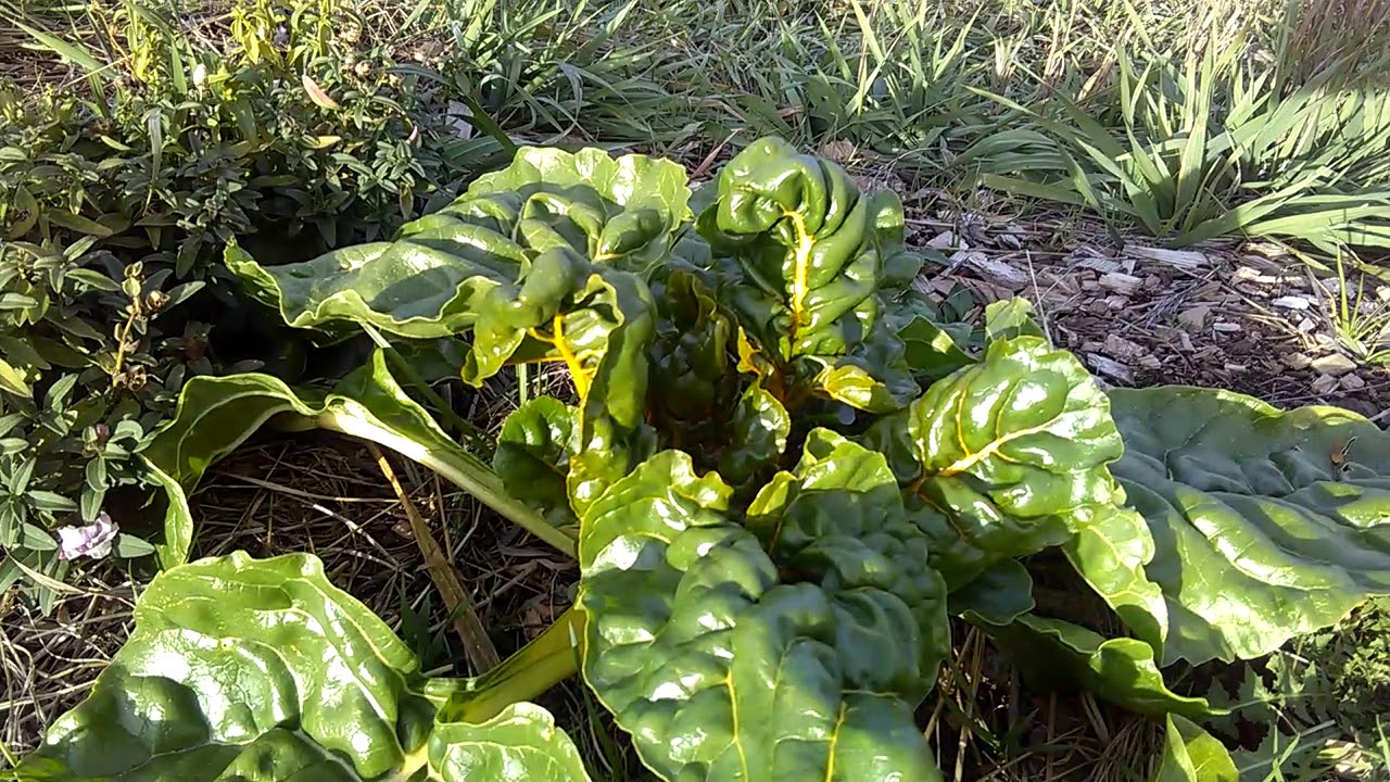 Winter Salad Tour - Zone 1 Permaculure Orchard - Diversity Equals Abundance