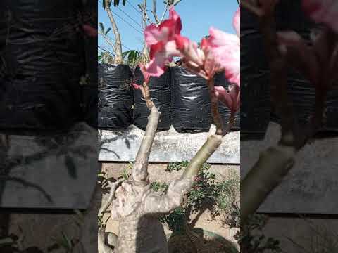 Bonsai adenium king varigata - YouTube