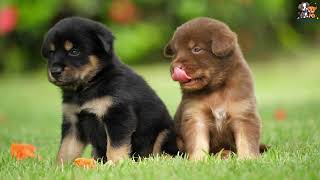 Playful Puppies: A Celebration of Joy and Innocence | Wild at Heart Pets