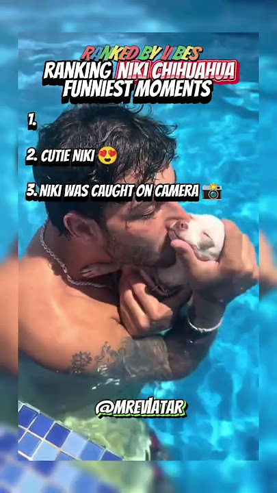 Top 3 Niki Chihuahua Funniest Moments (Niki caught on camera) 📸📸 #mreviatar #shorts #niki