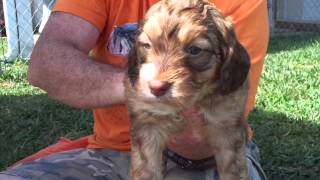 Mini Springerdoodle puppies-oldmcdoodlefarm.com