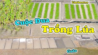 Đông Paulo || Cuộc Đua Phát Triển Trồng Lúa Nước Đang Diễn Ra Trên Khắp Các Nông Trại Châu Phi