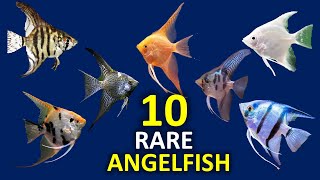 Top10 Most Rare and Exotic Angelfish  You Have Never Seen these Before!