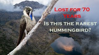 Search for the Rarest Hummingbird: Bluebearded Helmetcrest