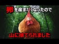 「卵を産まないなら●のエサになりなさい」1羽のニワトリとの出会い【山に捨てられた鶏コッチの物語1】#53