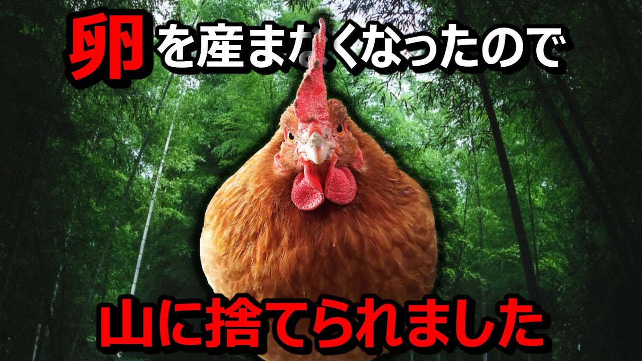 「卵を産まないなら●のエサになりなさい」1羽のニワトリとの出会い【山に捨てられた鶏コッチの物語1】#53