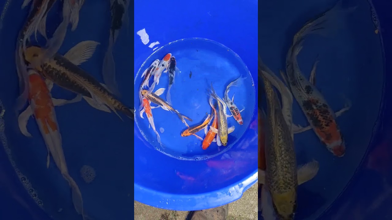 koi butterfly 16-20 cm