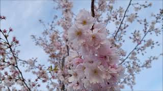 Beautiful blooming. Part 1. #markedrone by Fly with me 3,239 views 1 month ago 15 minutes