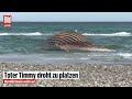 🔴 Möwen fressen an Buckelwal Timmy – er bläht sich immer weiter auf | BILD LIVE
