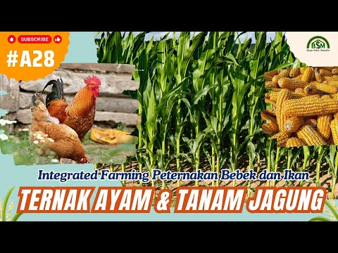 Tanaman Jagung Pakan Ternak