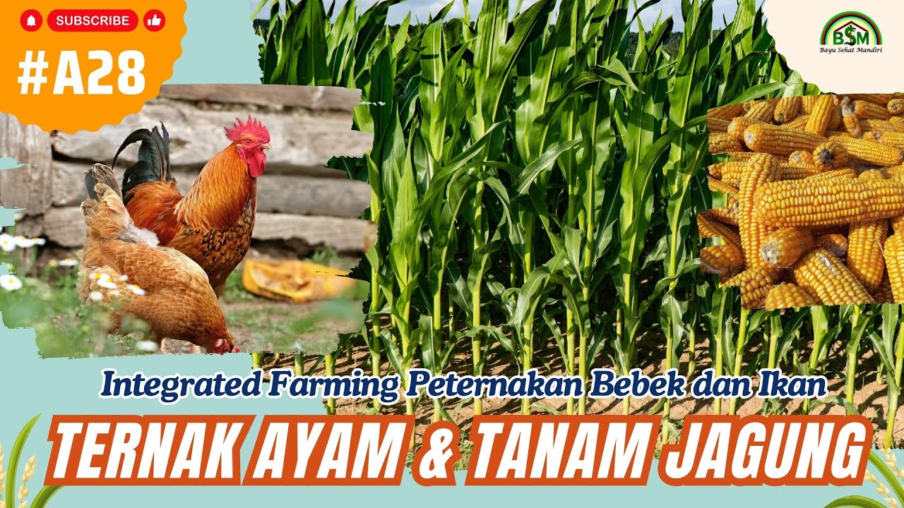 Bayu Diningrat ~ Investasi Menguntungkan Ternak Ayam & Tanam Jagung