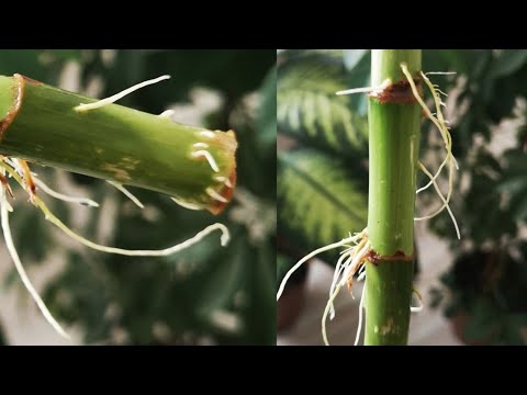 Video: Saksı Bambumun Bölünmesi Gerekiyor – Büyük Saksı Bambu Nasıl Bölünür