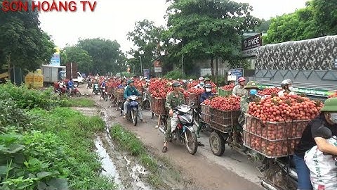 vải thiều lục ngạn giá vải Thanh Hà mới nhất ngày 15/6/2022 tại ngã Ba Tân Hoa lục ngạn