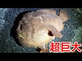 異常気象の結果生存不可能になった熱帯魚が見れると噂の漁港でガサガサしてみた結果