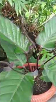 ANTURIUM HOKERI SUPER HITAM INDUKAN#shorts