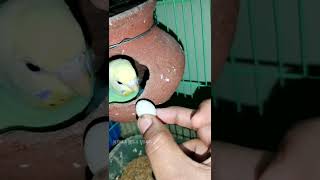 ‼️முட்டைய திருடல வெக்க வந்தேன் ?| Love bird Reaction| Love bird egg to pot ?| shorts