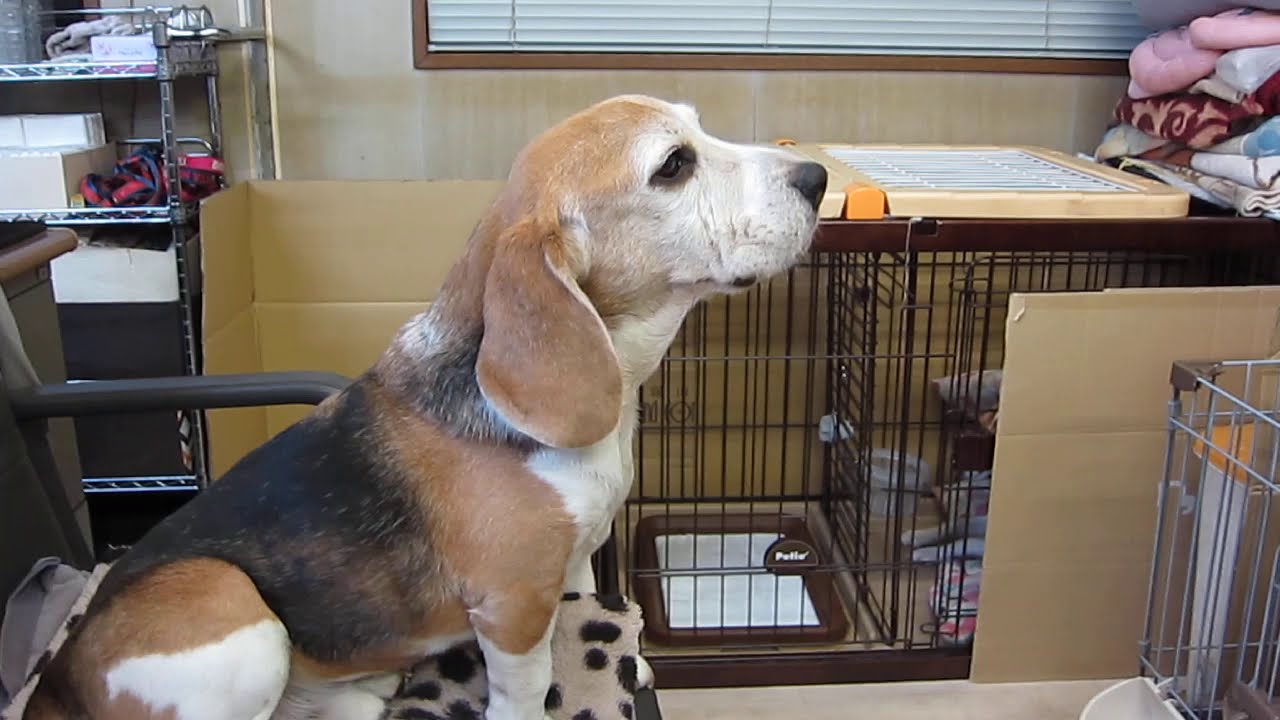 たっくんの ワンだふるらいふ たっくんの ワンだふるらいふ