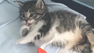 Heartwarming rescues a Paralyzed kitten