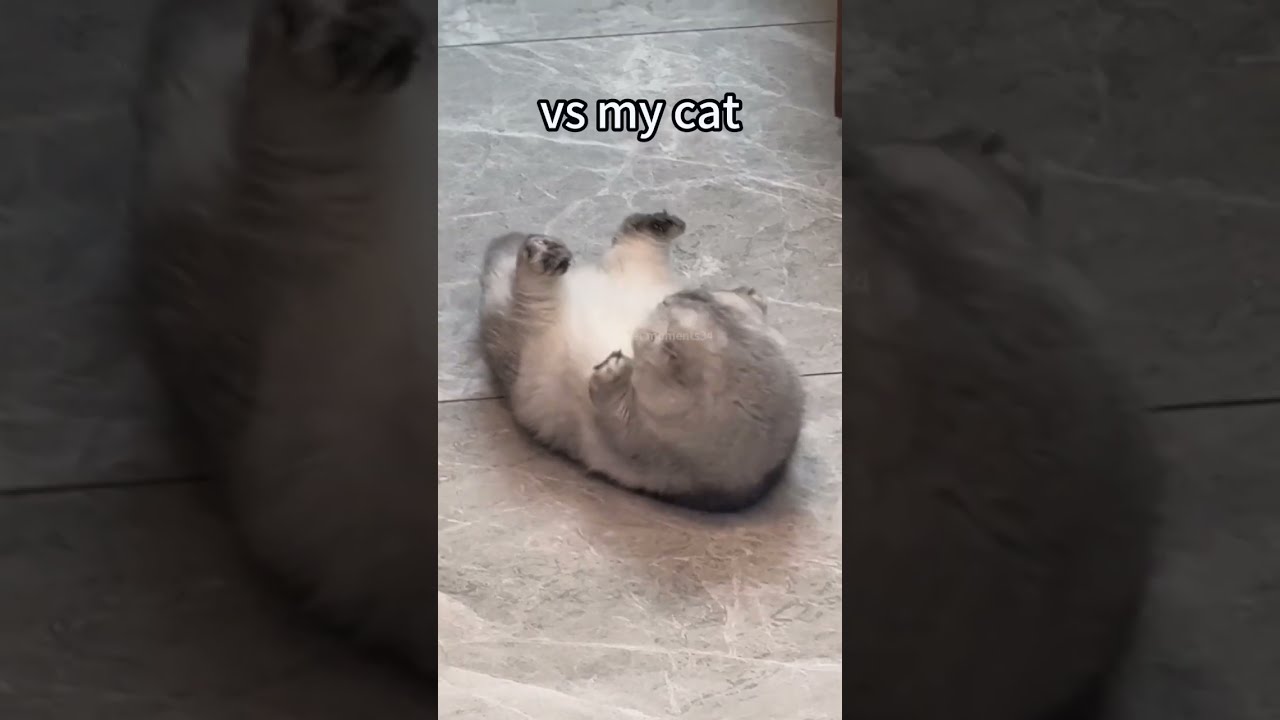 Other Cats Vs My Cat