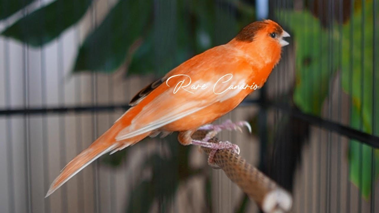 🔴 Raro canto canário. muito bom para o seu mestre canário  HD  - Rare Canário