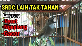 Pancingan SRDC Bali Gacor paling efektif memicu srdc Bahan cepat bunyi Gacor