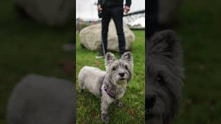 Meet Maggie! She is the same breed as Toto from the Wizard of Oz.