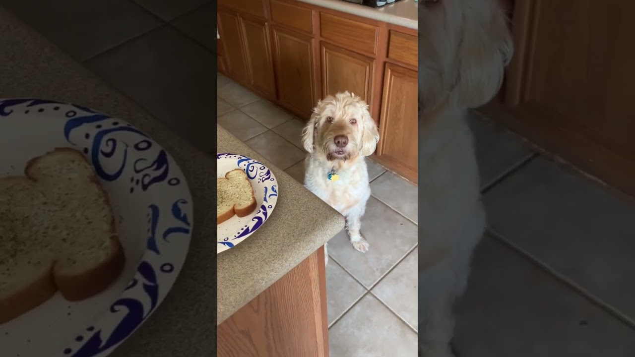 Staring Contest vs Dog! 