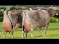 Highest Milking Biggest Udder Brown Swiss Cow || Brown Swiss Cattle || Best Dairy Cow