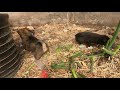 Stray dog puppy happy moment