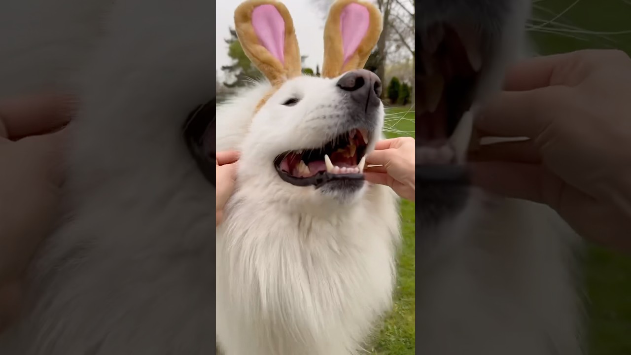 This pup knows what style is 