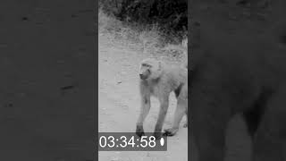 Lol😆 I Ain&#39;t Never Scared #monkey #monkeybusiness #baboon #ghana