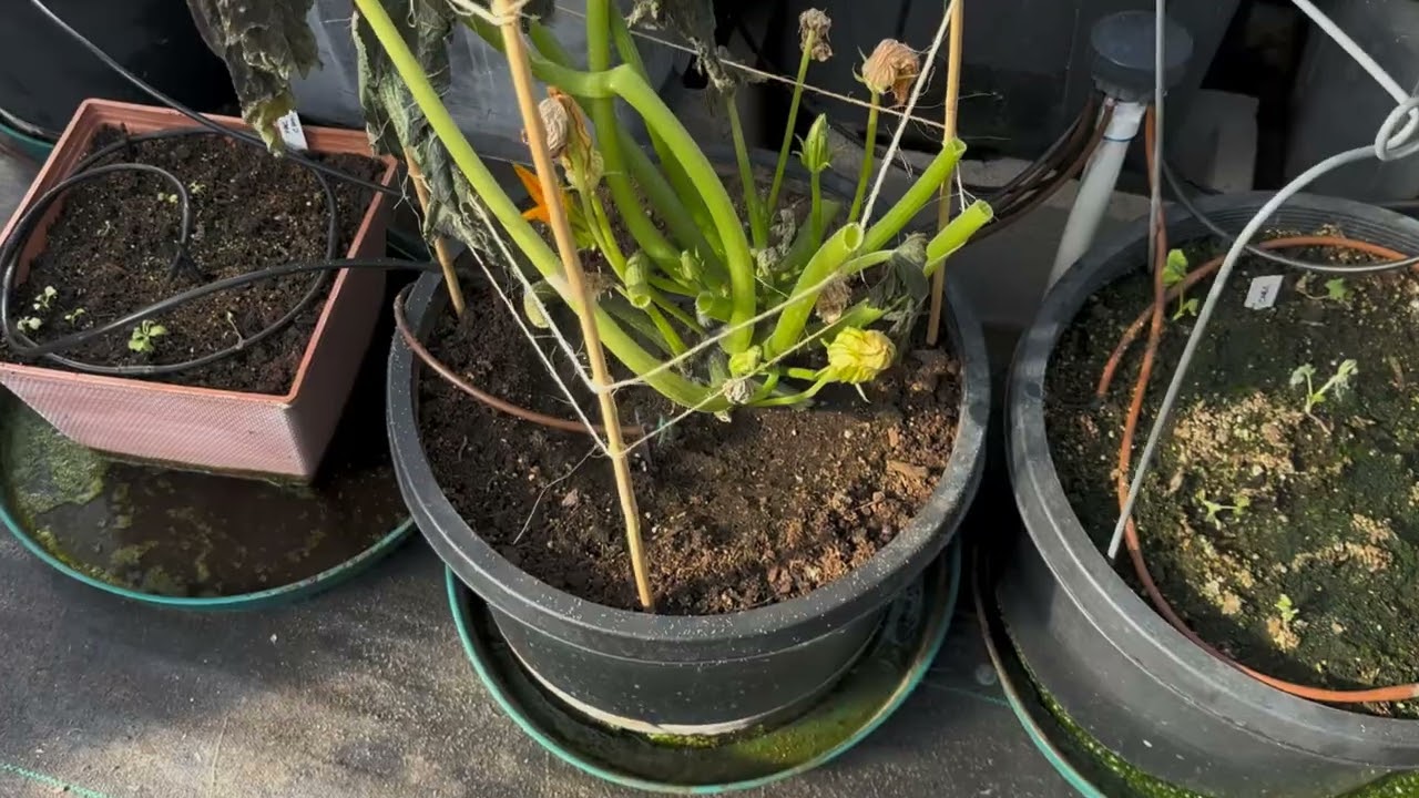 Высокогорная неотапливаемая автономная теплица претерпевает серьезные изменения.