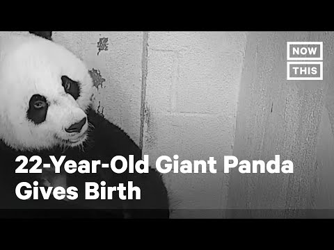 Wideo: Czy mei xiang urodziła?