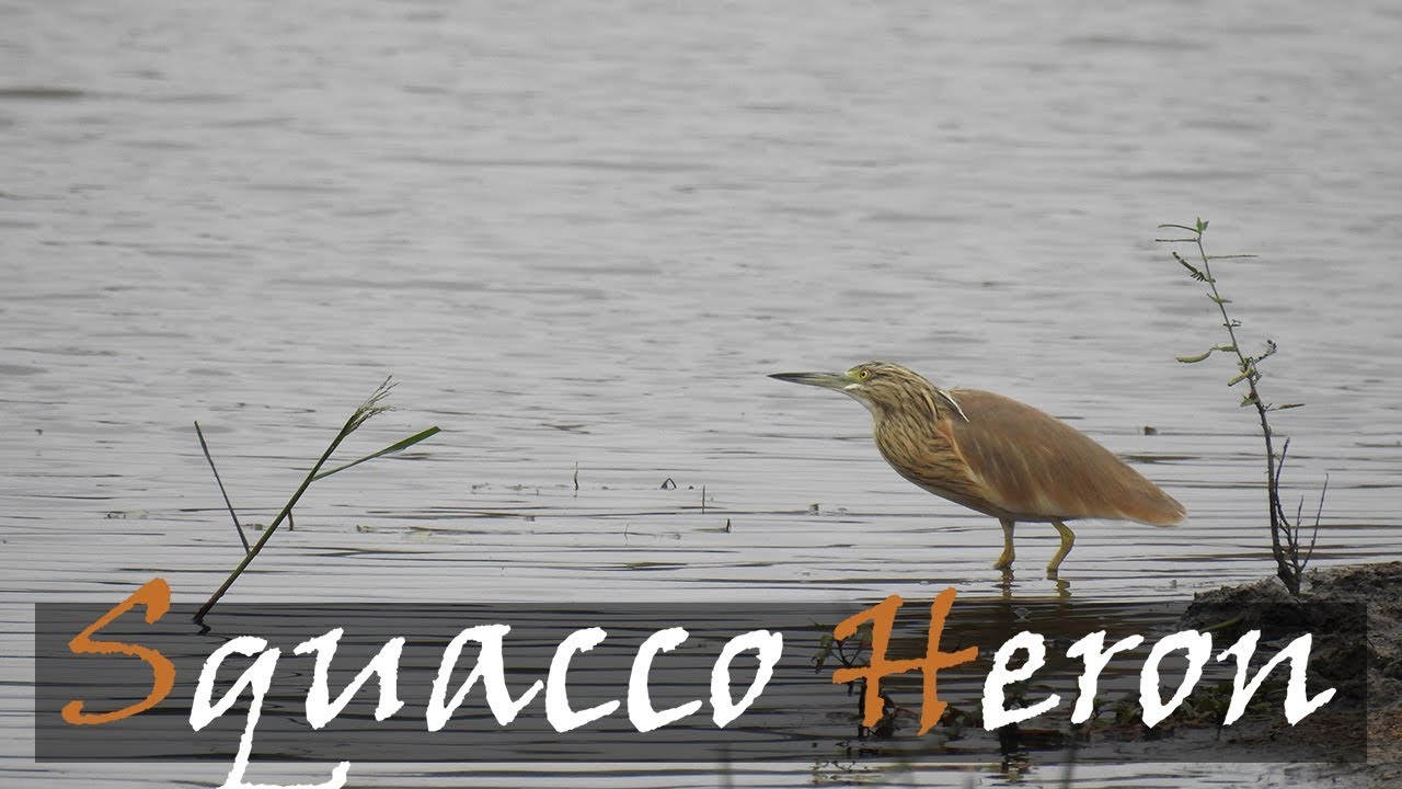 Squacco Heron (Ardeola ralloides) Bird Call At Lake Panic Hide, Kruger Park | Stories Of The Kruger